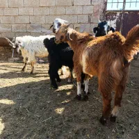 کهره