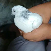 کفتر|پرنده|ساربوک, |دیوار