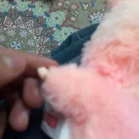 لبوبو اصل|اسباب‌‌بازی|فرخ‌شهر, |دیوار