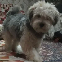 فروشی شیتزو|سگ|آباده, |دیوار