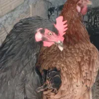مرغ تخم گذار