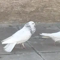 کفتر|پرنده|رودهن, |دیوار