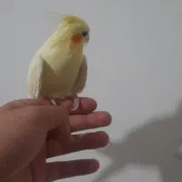 عروس هلندی لوتینو زعفرونی|پرنده|شیراز, فضلآباد|دیوار