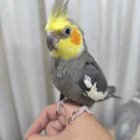 عروس هلندی شیطون|پرنده|شوش, |دیوار