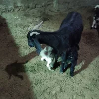 بز کهره دار|حیوانات مزرعه|دشمن زیاری, |دیوار