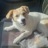 سگ  پاکوتاه ماده