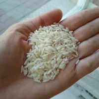 واردات عمده برنج از مرز باشماق|خوردنی و آشامیدنی|تهران, اتحاد|دیوار