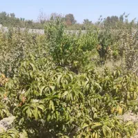 باغ-فروشی-300متری