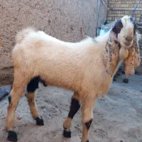 بز غاله پاکستانی|حیوانات مزرعه|ضیاء آباد, |دیوار