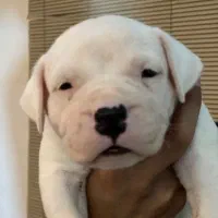 سگ داگو دوکو آرژانتینی