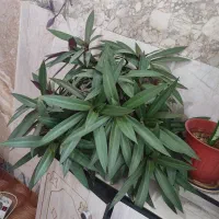 گل طبیعی|گل و گیاه طبیعی|مشهد, شهید شهریاری|دیوار