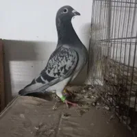 پلاکی