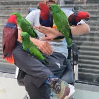 خانه اکلکتوس ایران