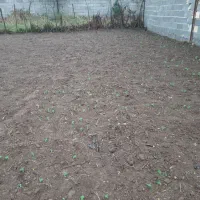 126-متر-زمین-واقع-در-ولکس