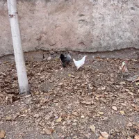 مرغ خروس رسمی|حیوانات مزرعه|قم, دورشهر|دیوار