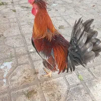 تخم نطفه دار درجه یک.ومصرف دارویی خوراکی.|حیوانات مزرعه|شیراز, زرهی|دیوار