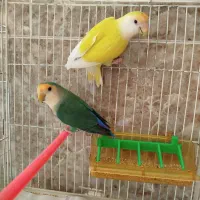 قناری ماده،کوتوله،عروس،مرغ عشق|پرنده|مشهد, امین آباد|دیوار