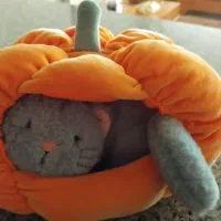 عروس گربه ،داخل کدو تنبل