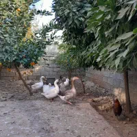 غاز ارگانیک