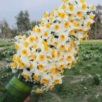 فروش پیاز گل نرگس شهلا