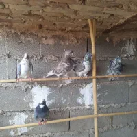 کبوتر جنس کاکلی