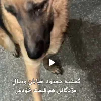 سگ ژرمن گمشده محدوده وصال