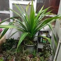 گل های اپارتمانی زیر قیمت بازار