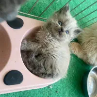 گربه|گربه|بجنورد, |دیوار