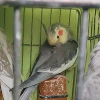 ۳تا عروس هلندی