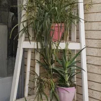 استند گل سه گوش بزرگ خاص