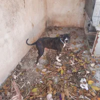 سگ پیت بول|سگ|کرمانشاه, |دیوار