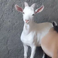 بزغاله سانن