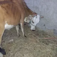 گاو فروشی با گوساله  یا معاوضه فقط فوری فوری|حیوانات مزرعه|سراوان, |دیوار