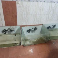 تعدادی اکواریوم  و ماهی گوپی|ماهی|تبریز, |دیوار