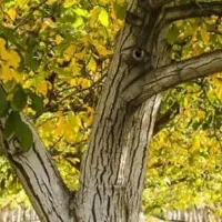 فروش درخت گردو