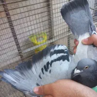 پرنده|پرنده|آبادان, |دیوار