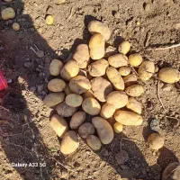 فروش انواع سیب زمینی سرت شده ودرهم درجه یک