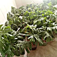 حراج گل مانسترا دلیسوز ابلغ و سبز