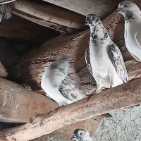 کفتر|پرنده|فیروز, |دیوار