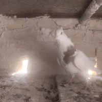 سه عدد کبوتر جوان|پرنده|سنندج, |دیوار