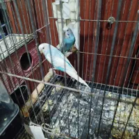 مرغ عشق با تخم