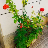 فروش زاموفیلیا ی سبز   با۱۰%تخفیف|گل و گیاه طبیعی|سرپل ذهاب, |دیوار