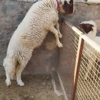 قوچ میش سنجابی در کاشمر