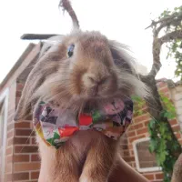 واگذاری خرگوش لوپ