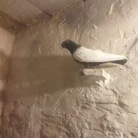 کفتر کبوتر رنگه|پرنده|مشهد, مصطفی خمینی|دیوار