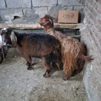 دوعدد بزغاله ماده پرگوشت