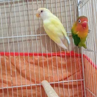 کوتوله برزیلی