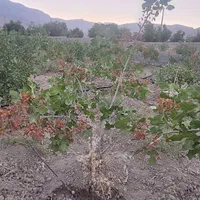 فروش باغ پسته  واقع در روستای مهارلو|فروش دفتر صنعتی، کشاورزی، تجاری|کوهنجان, |دیوار
