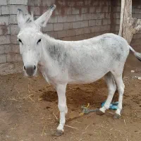 الاغ نر