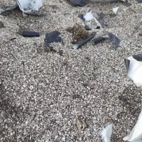 بستر مخلوط کوکوپیت و پرلیت|حراج|اهر, |دیوار